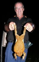 Ausralia monster toad