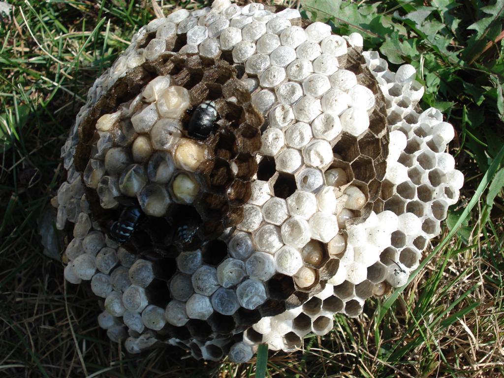 Dead Hornets Nest
