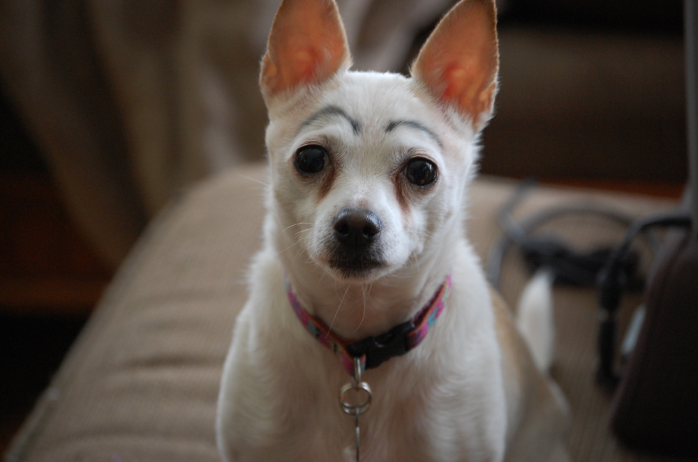 Dogs With Eyebrows